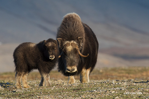 NMMO01158 - Musk Ox