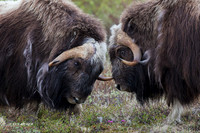 NMMO01824 - Musk Ox