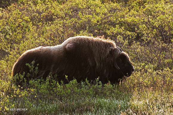NMMO02137 - Musk Ox
