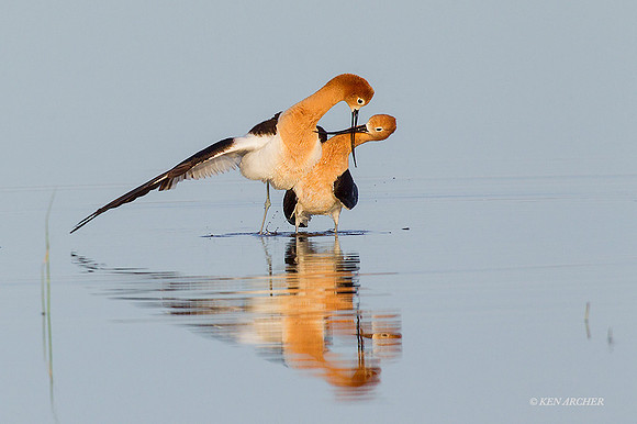 AVCT01923 - American Avocet