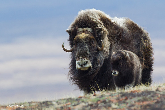 Musk Ox - NMMO00352