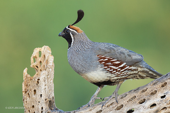 AZGQ00154 - Gambel's Quail