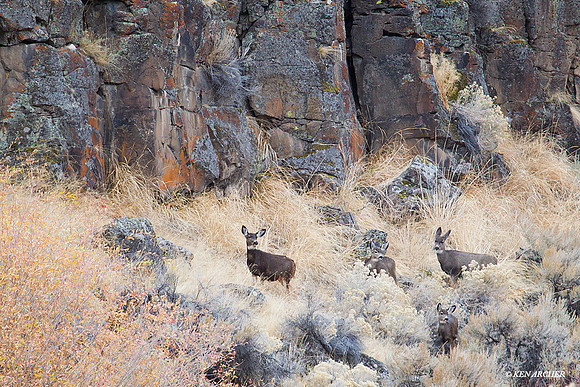 MUDR01632 Mule Deer