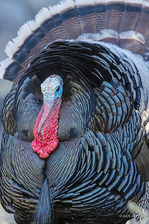 AZMT00052 - Merriam's Turkey