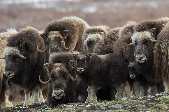 NMMO01713 - Musk Ox
