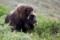 NMMO00143 Musk Ox