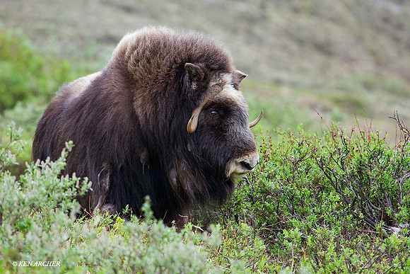 NMMO00143 Musk Ox