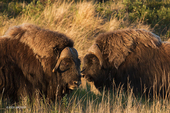 NMMO00806 - Musk Ox