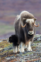 NMMO02070 - Musk Ox