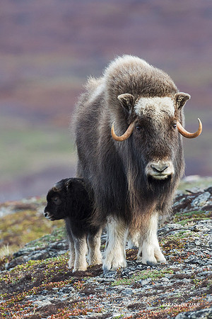 NMMO02070 - Musk Ox