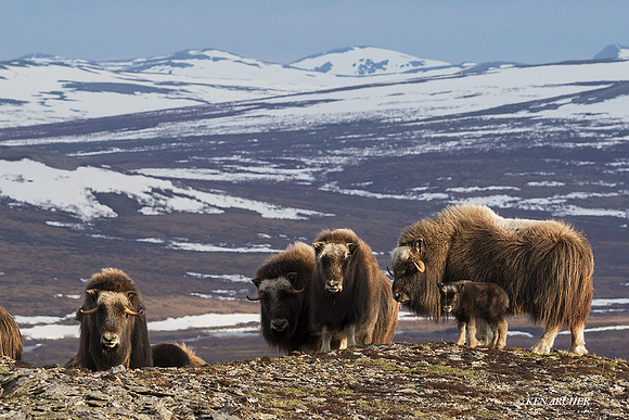 NMMO01963 - Musk Ox