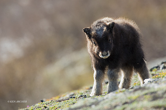 NMMO02126 - Musk Ox