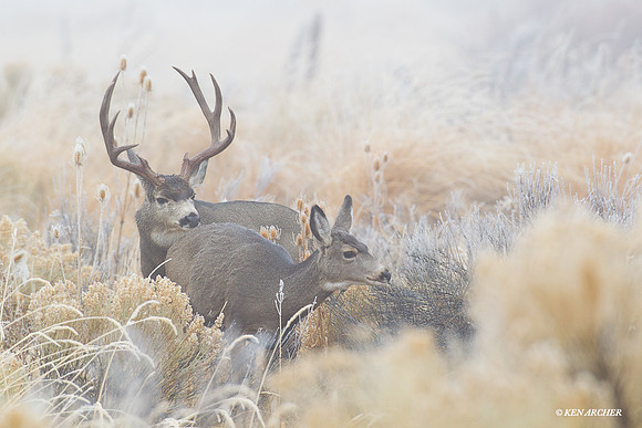 MUDR01765 Mule Deer