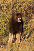 NMMO02008 - Musk Ox