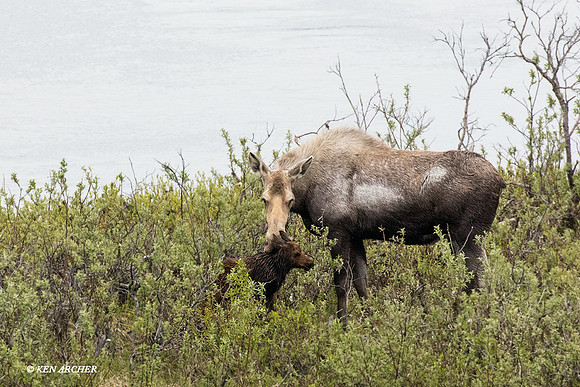 NMMS00081 - Alaskan Moose