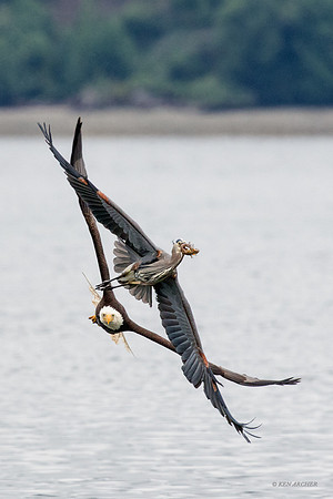 BE06804 - Bald Eagle