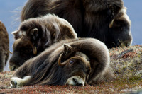 Musk Ox - NMMO00307