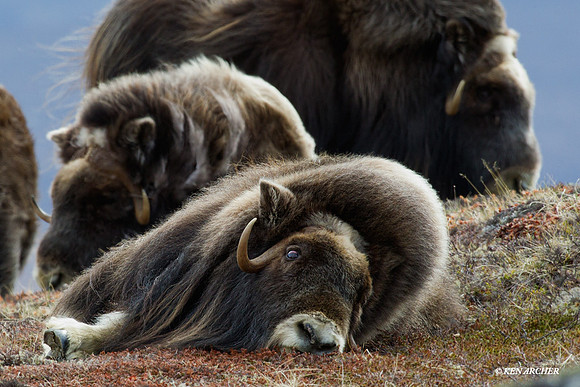 Musk Ox - NMMO00307
