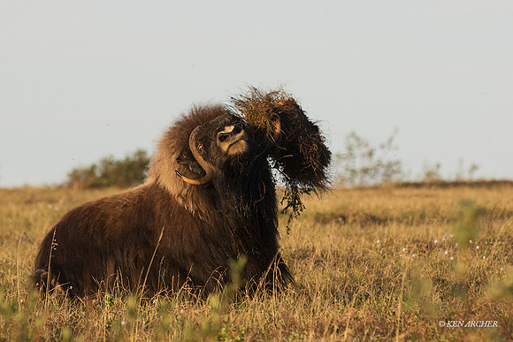 NMMO00849 - Musk Ox
