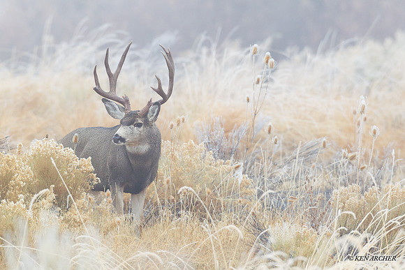 MUDR01807 Mule Deer