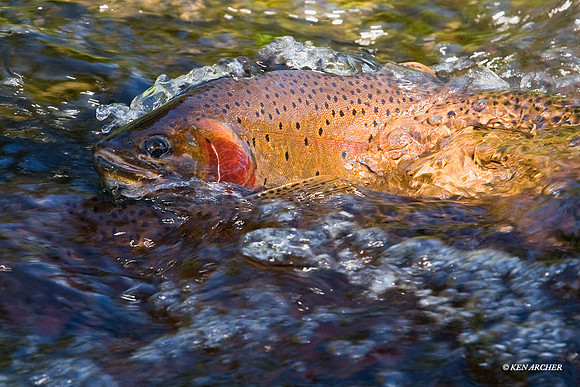 Cutthroat Trout - CTSG00006