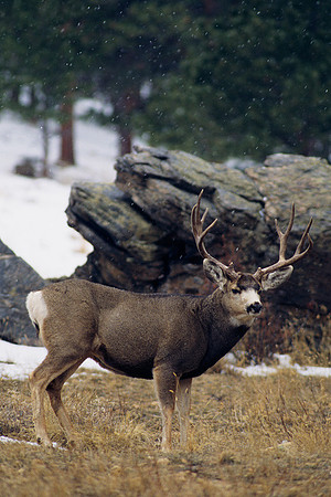 MUDR481721 Mule Deer Buck