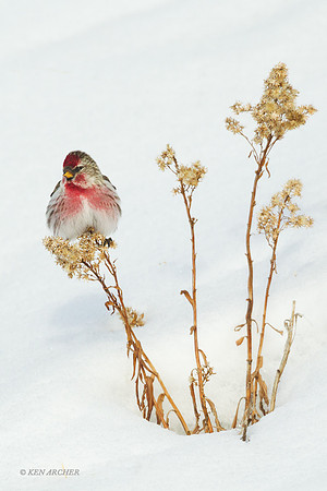 CMRP00212 - Common Redpole
