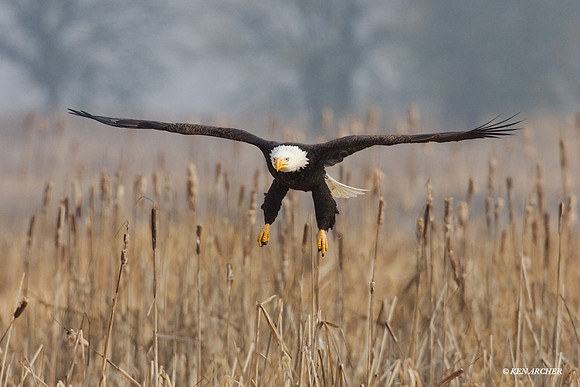 Bald Eagle - BE00430