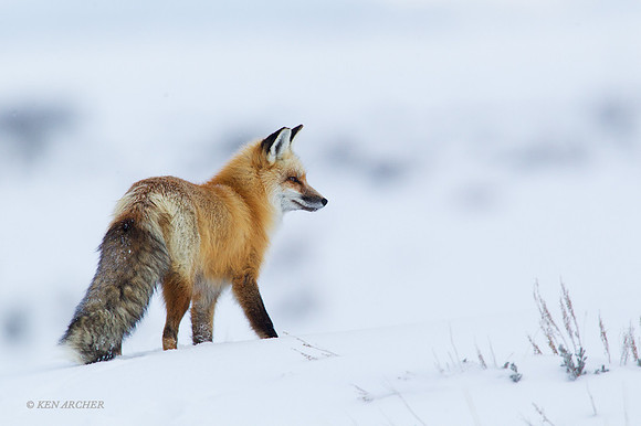 RFWR00996 - Red Fox