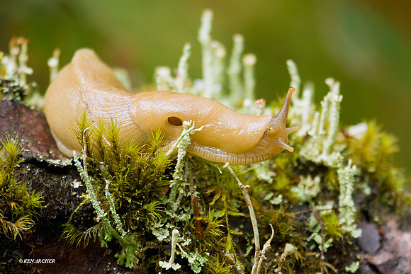 Banana Slug - BASG0003