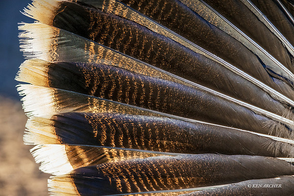 AZMT00110  - Merriam's Turkey