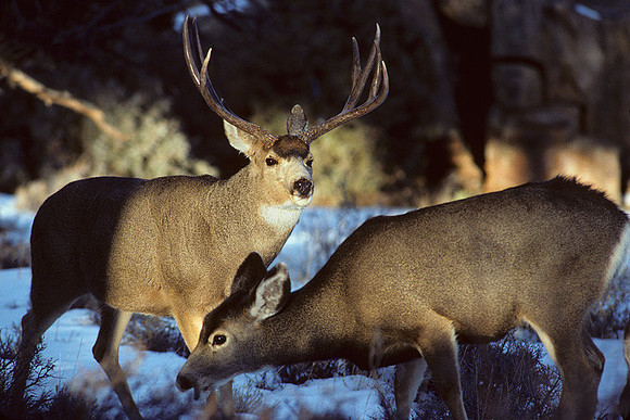 MUDR481387 Mule Deer Buck Courting Doe