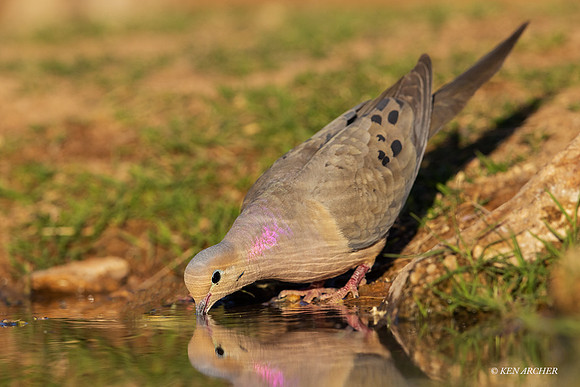 AZWD00033 - Mourning Dove