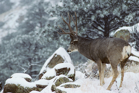 MUDR481252 Mule Deer Buck, winter storm