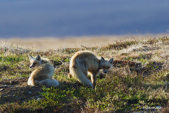 Red Fox Pair - NMRF00062