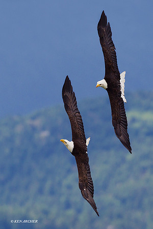 Bald Eagle Pair, courtship flight - BE03737