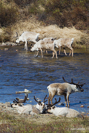 NMRD00099 Reindeer