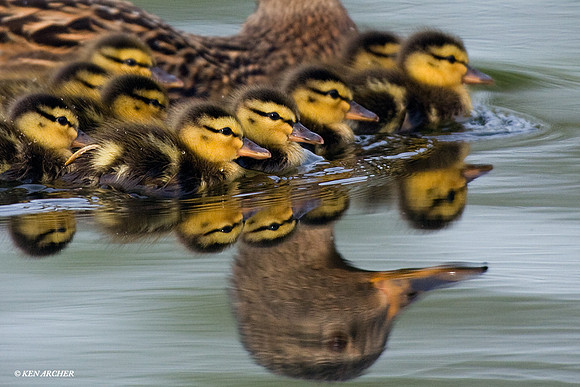 Mallard Ducklings - MDLG00421