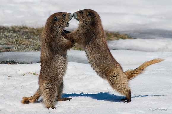 Olympic Marmots Playing - OLMT00106