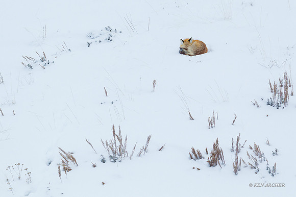 RFWR00914 - Red Fox