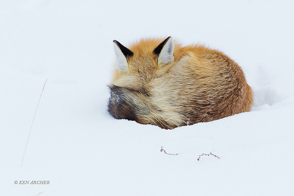RFWR00929 - Red Fox