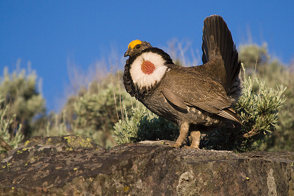 Dusky Grouse