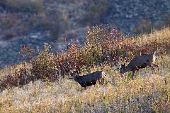 MLDR00123 Mule Deer