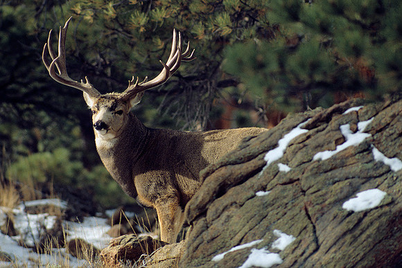 MUDR481488 Mule Deer Buck