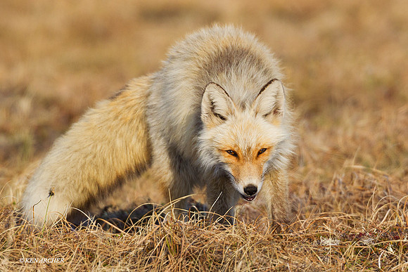 Red Fox - NMRF00101