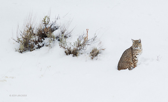 BCWR00003 - Bobcat
