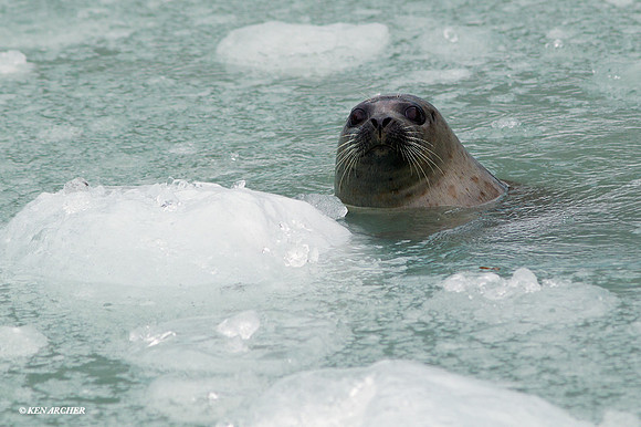 SDHS00018 Harbor Seal