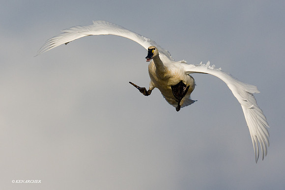 Tundra Swan - SWTS00302