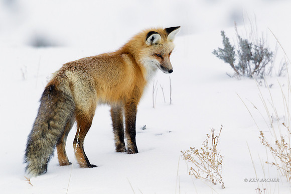 RFWR00981 - Red Fox
