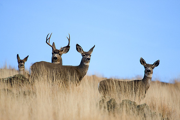 MLDR00022 Mule Deer
